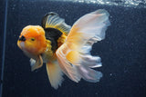 Thai Oranda  Red Black 5.5 Inch (ID#1022To6c-118)