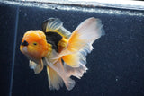 Thai Oranda  Red Black 5.5 Inch (ID#1022To6c-118)