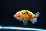 Ranchu  Calico 3.5 Inch (ID#1115R5c-111) Free2Day SHIPPING