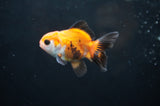 Baby Thai Oranda  Tricolor 2.5 Inch (ID#411TPTA-82) Free2Day SHIPPING