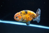 Ranchu  Calico 3.5 Inch (ID#1115R5c-111) Free2Day SHIPPING