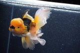 Thai Oranda  Red Black 5.5 Inch (ID#1022To6b-118)