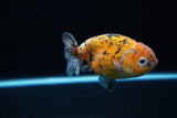 Ranchu  Calico 3.5 Inch (ID#1115R5c-111) Free2Day SHIPPING