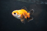 Baby Thai Oranda  Tricolor 2.5 Inch (ID#411TPTA-82) Free2Day SHIPPING