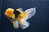 Thai Oranda  Red Black 5.5 Inch (ID#1022To6c-118)