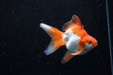 Ryukin Long Tail Red White 4.5 Inch (ID#1210Ry7b-17) Free2Day SHIPPING