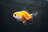 Baby Thai Oranda  Tricolor 2.5 Inch (ID#411TPTA-82) Free2Day SHIPPING