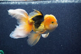 Thai Oranda  Red Black 5.5 Inch (ID#1022To6c-118)