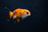 Baby Thai Oranda  Tricolor 2.5 Inch (ID#411TPTA-82) Free2Day SHIPPING