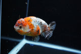 Ranchu  Calico 4 Inch (ID#1119R5c-106) Free2Day SHIPPING