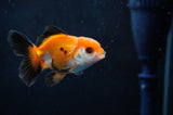 Baby Thai Oranda  Tricolor 2.5 Inch (ID#411TPTA-82) Free2Day SHIPPING