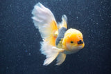 Thai Oranda  Red Black 5.5 Inch (ID#1022To6b-118)