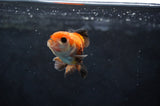 Baby Thai Oranda  Tricolor 2.5 Inch (ID#411TPTA-82) Free2Day SHIPPING