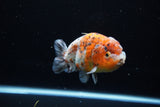 Ranchu  Calico 4 Inch (ID#1119R5c-106) Free2Day SHIPPING