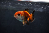 Baby Thai Oranda  Tricolor 2.5 Inch (ID#411TPTA-82) Free2Day SHIPPING