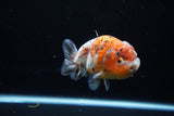 Ranchu  Calico 4 Inch (ID#1119R5c-106) Free2Day SHIPPING