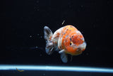 Ranchu  Calico 4 Inch (ID#1119R5c-106) Free2Day SHIPPING