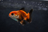 Baby Thai Oranda  Tricolor 2.5 Inch (ID#411TPTA-82) Free2Day SHIPPING