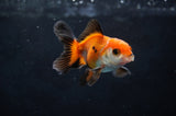 Baby Thai Oranda  Tricolor 2.5 Inch (ID#411TPTA-82) Free2Day SHIPPING
