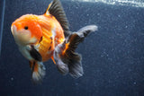 Thai Oranda  Tricolor 5 Inch (ID#1022To6b-119)