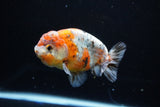 Ranchu  Calico 4 Inch (ID#1119R5c-106) Free2Day SHIPPING