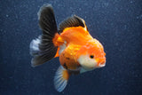 Thai Oranda  Tricolor 5 Inch (ID#1022To6b-119)