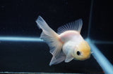 Juvenile Thai Oranda  White 4 Inch (ID#311T13b-67) Free2Day SHIPPING