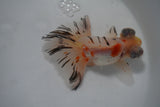 Butterfly  Calico 4.5 Inch (ID#924B8b-43) Free2Day SHIPPING