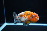 Ranchu  Calico 4 Inch (ID#1119R5c-106) Free2Day SHIPPING