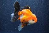 Thai Oranda  Tricolor 5 Inch (ID#1022To6b-119)