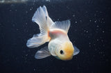 Juvenile Thai Oranda  White 4 Inch (ID#311T13b-67) Free2Day SHIPPING