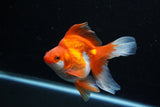 Ryukin Long Tail Red White 4.5 Inch (ID#1210Ry7b-18) Free2Day SHIPPING