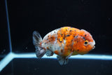 Ranchu  Calico 4 Inch (ID#1119R5c-106) Free2Day SHIPPING