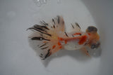 Butterfly  Calico 4.5 Inch (ID#924B8b-43) Free2Day SHIPPING