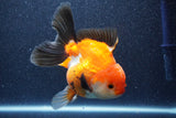 Thai Oranda  Tricolor 5 Inch (ID#1022To6c-119)