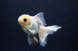 Juvenile Thai Oranda  White 4 Inch (ID#311T13b-67) Free2Day SHIPPING