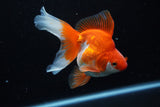 Ryukin Long Tail Red White 4.5 Inch (ID#1210Ry7b-18) Free2Day SHIPPING