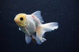 Juvenile Thai Oranda  White 4 Inch (ID#311T13b-67) Free2Day SHIPPING