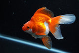 Ryukin Long Tail Red White 4.5 Inch (ID#1210Ry7b-18) Free2Day SHIPPING