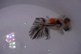 Butterfly  Calico 3.5 Inch (ID#0107B8b-41) Free2Day SHIPPING