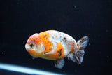 Ranchu  Calico 4 Inch (ID#1119R5c-106) Free2Day SHIPPING