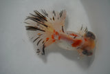 Butterfly  Calico 4.5 Inch (ID#924B8b-43) Free2Day SHIPPING