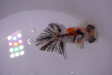 Butterfly  Calico 3.5 Inch (ID#0107B8b-41) Free2Day SHIPPING