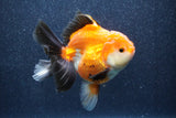 Thai Oranda  Tricolor 5 Inch (ID#1022To6b-119)