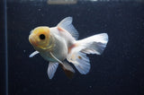 Juvenile Thai Oranda  White 4 Inch (ID#311T13b-67) Free2Day SHIPPING