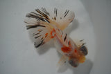 Butterfly  Calico 4.5 Inch (ID#924B8b-43) Free2Day SHIPPING