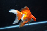 Ryukin Long Tail Red White 4.5 Inch (ID#1210Ry7b-18) Free2Day SHIPPING