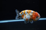 Ranchu  Calico 3.5 Inch (ID#1119R5c-107) Free2Day SHIPPING