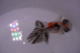 Butterfly  Calico 3.5 Inch (ID#0107B8b-41) Free2Day SHIPPING