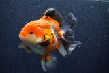 Thai Oranda  Tricolor 5 Inch (ID#1022To6c-119)